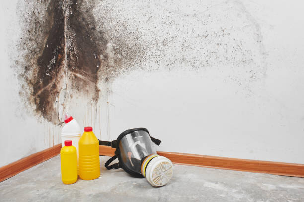 Best Mold Removal Company Near Me  in Lewiston, ID