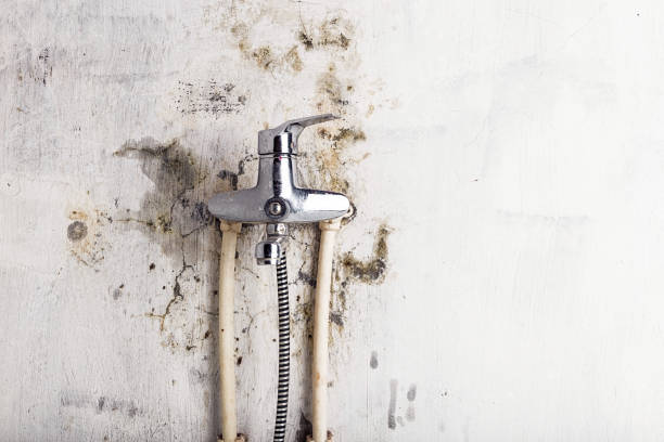 Best Mold Testing  in Lewiston, ID