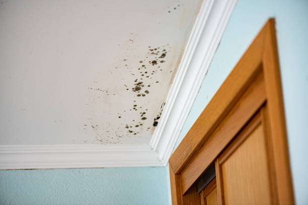 Best Fast Mold Removal  in Lewiston, ID