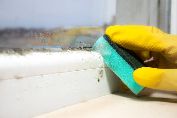Best Commercial Mold Removal  in Lewiston, ID
