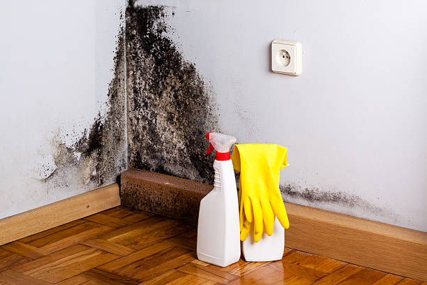 Best Residential Mold Removal  in Lewiston, ID