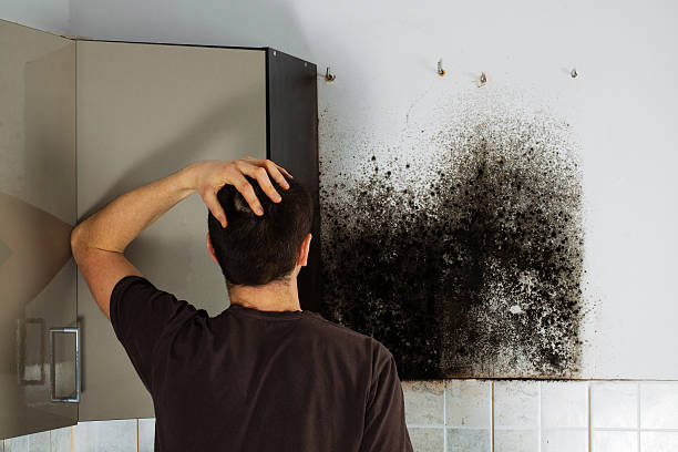 Best Mold Removal Near Me  in Lewiston, ID