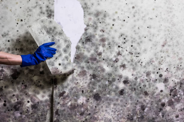 Best Mold Testing  in Lewiston, ID