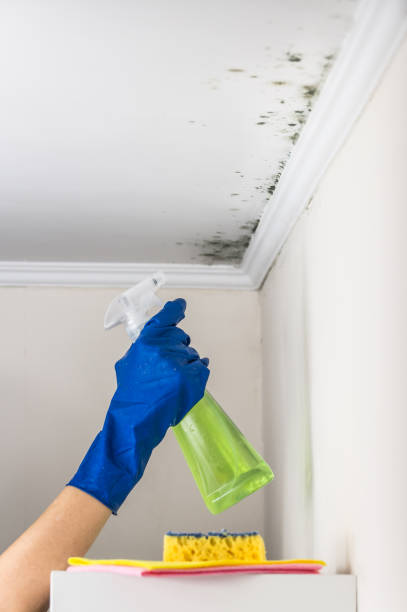 Best Emergency Mold Removal  in Lewiston, ID