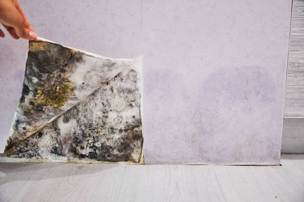 Lewiston, ID Mold Removal Company
